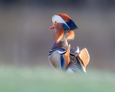 De Mandarijneend, je vind m prachtig of je vind m vreselijk. Ik hoor bij de eerst groep, ik wis niet wat ik zag, zo een mooi eendje in ons koude kikkerlandje. Deze kwamen we tegen in een parkje in Winkel tijdens onze zoektocht naar de Taigaboomkruiper. Die hebben we ook gevonden maar haalt toch niet bij deze kleurige verschijning. Diverse van jullie zullen nu denken, deze foto heb ik al gezien en dat klopt, bijna. Ik had ook zoiets ingezonden voor de MO, maar deze foto vond ik mooier omdat hij hier mooi naar links kijkt. Maar omdat zijn onafscheidelijke vriendin er ook deels opstond (hier weggekloond) en je voor de MO niet mag klonen heb ik de andere foto ingestuurd. Ik had zoveel leuke reacties en ook een paar die zeiden wat jammer dat hij niet meer naar links kijkt, daarom nog maar een versie van dit (voor mij) prachtige eendje.