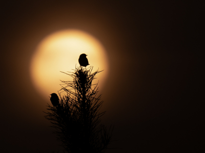 <i class='fa fa-user'></i> Vincent Vuik |   Roodborsttapuit  <i class='fa fa-eye'> 249</i>  <i class='fa fa-thumbs-up'> 15</i>   <i class='fa fa-comment-o'> 15</i>