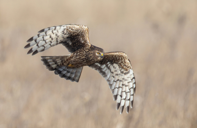 <i class='fa fa-user'></i> vogeljan |   Blauwe Kiekendief  <i class='fa fa-eye'> 295</i>  <i class='fa fa-thumbs-up'> 13</i>   <i class='fa fa-comment-o'> 10</i>