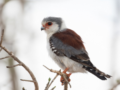 <i class='fa fa-user'></i> Paul van Giersbergen |   Afrikaanse Dwergvalk  <i class='fa fa-eye'> 192</i>  <i class='fa fa-thumbs-up'> 10</i>   <i class='fa fa-comment-o'> 6</i>