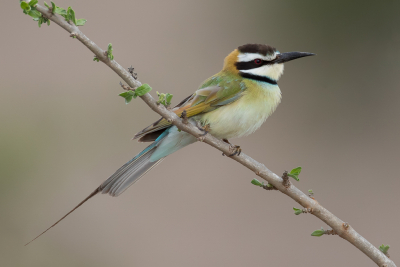 <i class='fa fa-user'></i> Paul van Giersbergen |   Witkeelbijeneter  <i class='fa fa-eye'> 212</i>  <i class='fa fa-thumbs-up'> 16</i>   <i class='fa fa-comment-o'> 8</i>