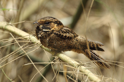 <i class='fa fa-user'></i> Martjan Lammertink |   Zijdestaartnachtzwaluw  <i class='fa fa-eye'> 215</i>  <i class='fa fa-thumbs-up'> 5</i>   <i class='fa fa-comment-o'> 3</i>