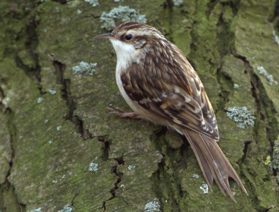 Terwijl ik stond te wachten op mezen en sijsjes die in de buurt aan het fourageren waren kwam plots deze Boomkruiper voor me zitten. Een goed alternatief voor de mezen en sijzen, welke steeds ongunstig bleven zitten.