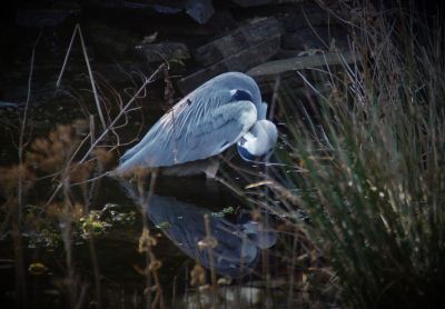 Mooi avond-, weerkaatsend-strijk licht, reiger voelt zich rustig en op zijn gemak, en gaat hier even poetsen, hoewel hij wel af en toe bij allerlei vogels die roepen alerter reageert en ook nog honger heeft.