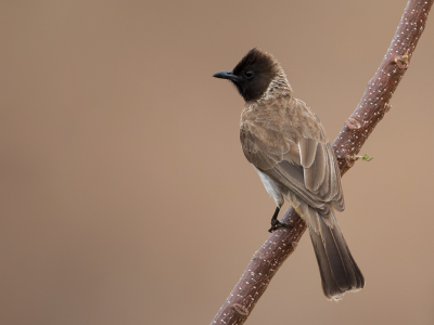 <i class='fa fa-user'></i> Paul van Giersbergen |   Dodsons Buulbuul  <i class='fa fa-eye'> 135</i>  <i class='fa fa-thumbs-up'> 2</i>   <i class='fa fa-comment-o'> 3</i>