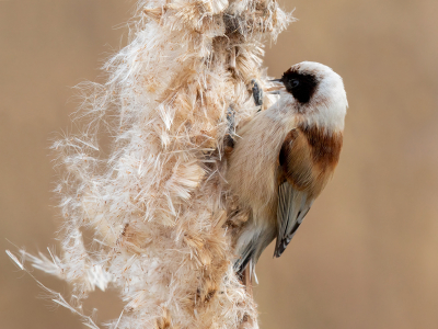 <i class='fa fa-user'></i> Peter Soer |   Buidelmees  <i class='fa fa-eye'> 258</i>  <i class='fa fa-thumbs-up'> 8</i>   <i class='fa fa-comment-o'> 5</i>