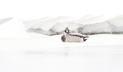 <i class='fa fa-user'></i> Hans Overduin |   Wilde Eend  <i class='fa fa-eye'> 275</i>  <i class='fa fa-thumbs-up'> 21</i>   <i class='fa fa-comment-o'> 14</i>