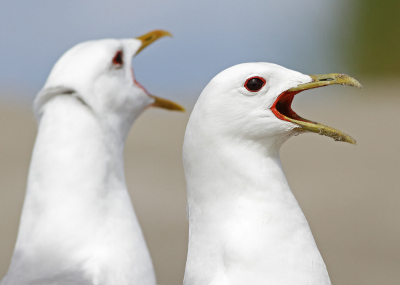 <i class='fa fa-user'></i> Richard Ubels |   Stormmeeuw  <i class='fa fa-eye'> 219</i>  <i class='fa fa-thumbs-up'> 2</i>   <i class='fa fa-comment-o'> 15</i>