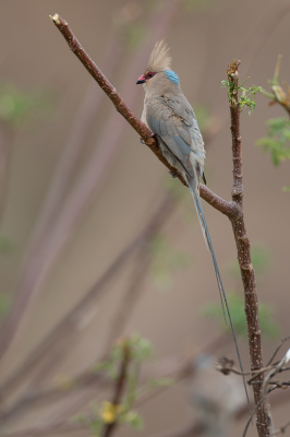<i class='fa fa-user'></i> Paul van Giersbergen |   Blauwnekmuisvogel  <i class='fa fa-eye'> 164</i>   <i class='fa fa-comment-o'> 5</i>