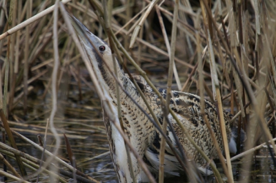 Wat een fantastisch moment! Ik heb ongeveer 10 minuten deze roerdomp van zeer dichtbij kunnen bekijken.
Ik hoopte erop dat hij nog wat verder uit het riet zou komen maar helaas. Wederom vond ik hem toch mooi genoeg om te laten zien. Foto niet gecropt. Gemaakt met de minolta dynax d7-500mm