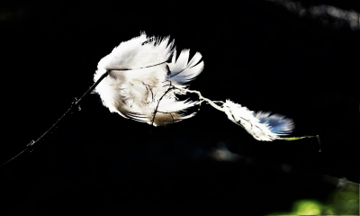 Soms zeul je je camera onnuttig mee omdat je wilt denken dat er een vogel zomaar voor je neus zal willen zitten. Zoals die zwanen op het ijs echt zo mooi deden. Maar dan vind je deze keer alleen resten. Is het van een onbeslist gevecht tussen duiven? Is het van een huiskat die alles hier dan ook netjes helemaal heeft verorberd? Zonder akelige halve delen? Nou ja, het is een "object trouv".