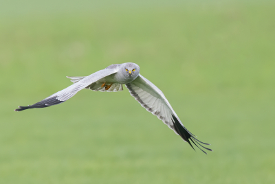 <i class='fa fa-user'></i> vogeljan |   Blauwe Kiekendief  <i class='fa fa-eye'> 302</i>  <i class='fa fa-thumbs-up'> 15</i>   <i class='fa fa-comment-o'> 10</i>