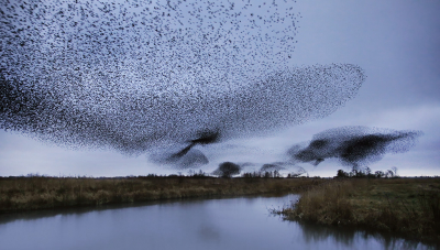 <i class='fa fa-user'></i> thijsglastra |   Spreeuw  <i class='fa fa-eye'> 519</i>  <i class='fa fa-thumbs-up'> 31</i>   <i class='fa fa-comment-o'> 23</i>