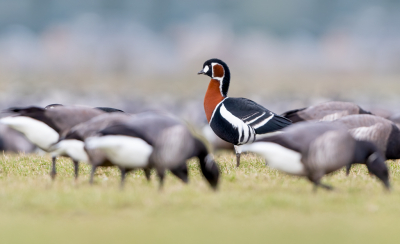 <i class='fa fa-user'></i> Hans Overduin |   Roodhalsgans  <i class='fa fa-eye'> 405</i>  <i class='fa fa-thumbs-up'> 31</i>   <i class='fa fa-comment-o'> 23</i>