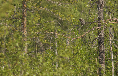 <i class='fa fa-user'></i> Carlo |   Sperweruil  <i class='fa fa-eye'> 429</i>  <i class='fa fa-thumbs-up'> 3</i>   <i class='fa fa-comment-o'> 6</i>