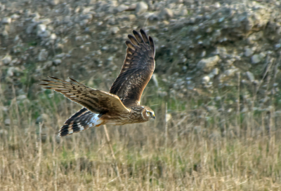 Vogels in de vlucht vastleggen vind ik nog altijd een uitdaging. Bij deze kiekendief denk ik dat het wel aardig gelukt is.