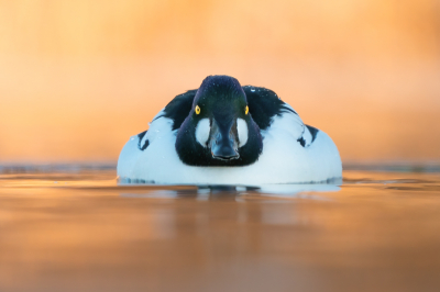 <i class='fa fa-user'></i> GerardvanDam |   Brilduiker  <i class='fa fa-eye'> 352</i>  <i class='fa fa-thumbs-up'> 21</i>   <i class='fa fa-comment-o'> 15</i>