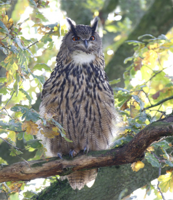 <i class='fa fa-user'></i> Gejo Wassink |   Oehoe  <i class='fa fa-eye'> 382</i>  <i class='fa fa-thumbs-up'> 3</i>   <i class='fa fa-comment-o'> 9</i>