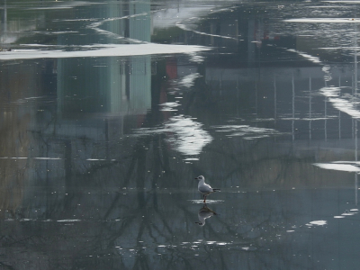 <i class='fa fa-user'></i> sieb |   Kokmeeuw  <i class='fa fa-eye'> 222</i>  <i class='fa fa-thumbs-up'> 5</i>   <i class='fa fa-comment-o'> 15</i>