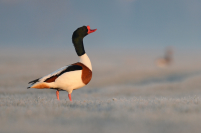 <i class='fa fa-user'></i> Peter Stam |   Bergeend  <i class='fa fa-eye'> 349</i>  <i class='fa fa-thumbs-up'> 36</i>   <i class='fa fa-comment-o'> 21</i>