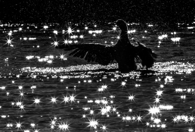 <i class='fa fa-user'></i> Henri Aantjes |   Grauwe Gans  <i class='fa fa-eye'> 260</i>  <i class='fa fa-thumbs-up'> 18</i>   <i class='fa fa-comment-o'> 16</i>