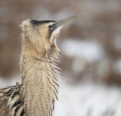 <i class='fa fa-user'></i> Wilfried Solarz |   Roerdomp  <i class='fa fa-eye'> 405</i>  <i class='fa fa-thumbs-up'> 42</i>   <i class='fa fa-comment-o'> 24</i>