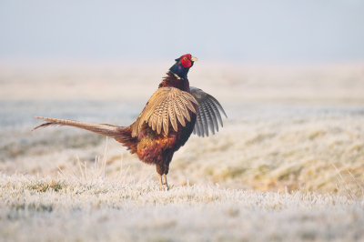 <i class='fa fa-user'></i> Vincent Vuik |   Fazant  <i class='fa fa-eye'> 412</i>  <i class='fa fa-thumbs-up'> 28</i>   <i class='fa fa-comment-o'> 17</i>