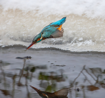 <i class='fa fa-user'></i> Peter Boltjes |   IJsvogel  <i class='fa fa-eye'> 424</i>  <i class='fa fa-thumbs-up'> 6</i>   <i class='fa fa-comment-o'> 9</i>