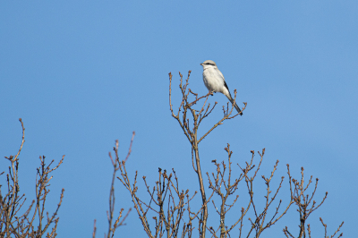 Ineens zag ik een Klapekster boven in de boom, die zich niet echt liet storen door mijn camera. Na een tijdje dook de vogel in de vegetatie, maar was weg toen ik ging kijken waar in de vegetatie de vogel zich veilig zou kunnen voelen. Toen ik uiteindelijk weer verder liep vloog hij/zij weer nieuwsgierig achter me aan.