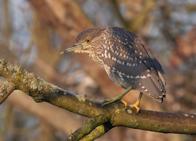 <i class='fa fa-user'></i> Celly |   Kwak  <i class='fa fa-eye'> 296</i>  <i class='fa fa-thumbs-up'> 18</i>   <i class='fa fa-comment-o'> 6</i>