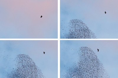 Een paar voorbeelden van de roofvogel bij de Spreeuwenzwerm. Misschien kan iemand aan de hand van de silhouetjes vaststellen wat het is.