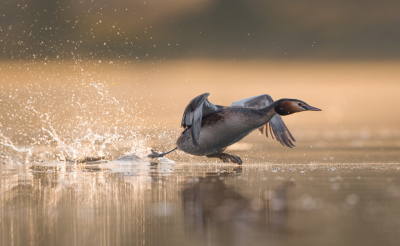 <i class='fa fa-user'></i> Hans Overduin |   Fuut  <i class='fa fa-eye'> 321</i>  <i class='fa fa-thumbs-up'> 18</i>   <i class='fa fa-comment-o'> 16</i>