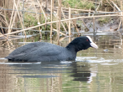 De Meerkoet had niet echt door dat ik in de buurt zat. Was bezig iets naar binnen  te werken.
Het weer was wat donker vandaag, dat zijn voor mijn camera lastige omstandig heden. Toch vond ik het wel aardig gelukt. Ik kijk weer uit naar het commentaar zodat ik mijn skills kan verbeteren