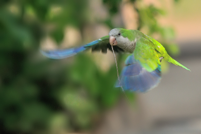 <i class='fa fa-user'></i> josephine |   Monniksparkiet  <i class='fa fa-eye'> 250</i>  <i class='fa fa-thumbs-up'> 15</i>   <i class='fa fa-comment-o'> 14</i>