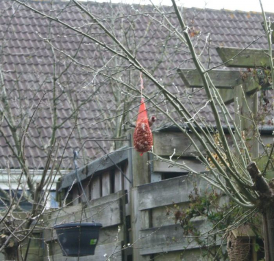 Sinds een paar dagen een puttertje in de tuin, steeds bij de opgehangen nootjes.
