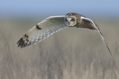 <i class='fa fa-user'></i> Ben Reitsma |   Velduil  <i class='fa fa-eye'> 347</i>  <i class='fa fa-thumbs-up'> 31</i>   <i class='fa fa-comment-o'> 16</i>