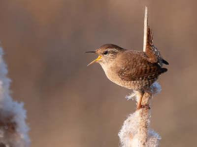 <i class='fa fa-user'></i> Vincent Vuik |   Winterkoning  <i class='fa fa-eye'> 304</i>  <i class='fa fa-thumbs-up'> 21</i>   <i class='fa fa-comment-o'> 23</i>