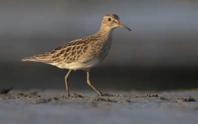 <i class='fa fa-user'></i> Lennart Verheuvel |   Gestreepte Strandloper  <i class='fa fa-eye'> 303</i>  <i class='fa fa-thumbs-up'> 23</i>   <i class='fa fa-comment-o'> 20</i>