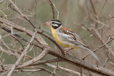 <i class='fa fa-user'></i> Paul van Giersbergen |   Somalische Gors  <i class='fa fa-eye'> 156</i>  <i class='fa fa-thumbs-up'> 3</i>   <i class='fa fa-comment-o'> 10</i>