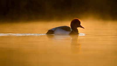 <i class='fa fa-user'></i> nielsandeweg |   Krooneend  <i class='fa fa-eye'> 264</i>  <i class='fa fa-thumbs-up'> 18</i>   <i class='fa fa-comment-o'> 12</i>