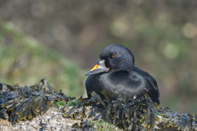 <i class='fa fa-user'></i> Geerie |   Zwarte Zee-eend  <i class='fa fa-eye'> 292</i>  <i class='fa fa-thumbs-up'> 3</i>   <i class='fa fa-comment-o'> 7</i>