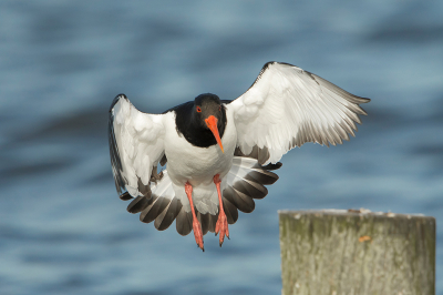 <i class='fa fa-user'></i> Willem Verhagen |   Scholekster  <i class='fa fa-eye'> 201</i>  <i class='fa fa-thumbs-up'> 8</i>   <i class='fa fa-comment-o'> 11</i>