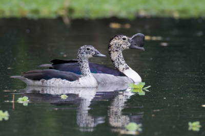 <i class='fa fa-user'></i> Paul van Giersbergen |   Knobbeleend  <i class='fa fa-eye'> 241</i>  <i class='fa fa-thumbs-up'> 5</i>   <i class='fa fa-comment-o'> 9</i>
