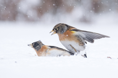 <i class='fa fa-user'></i> Gert-Jan Cromwijk |   Keep  <i class='fa fa-eye'> 268</i>  <i class='fa fa-thumbs-up'> 8</i>   <i class='fa fa-comment-o'> 11</i>