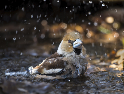 <i class='fa fa-user'></i> Bert Ooms |   Appelvink  <i class='fa fa-eye'> 243</i>  <i class='fa fa-thumbs-up'> 14</i>   <i class='fa fa-comment-o'> 14</i>