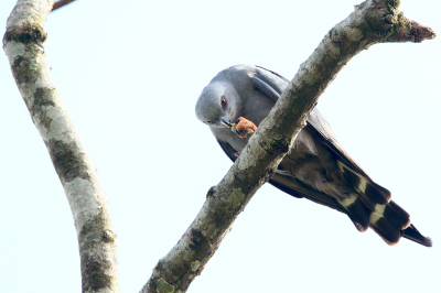 <i class='fa fa-user'></i> Martjan Lammertink |   Donkergrijze Wouw  <i class='fa fa-eye'> 187</i>  <i class='fa fa-thumbs-up'> 1</i>   <i class='fa fa-comment-o'> 3</i>