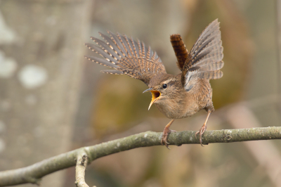 <i class='fa fa-user'></i> Rijn Bcude |   Winterkoning  <i class='fa fa-eye'> 407</i>  <i class='fa fa-thumbs-up'> 34</i>   <i class='fa fa-comment-o'> 20</i>