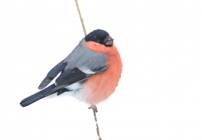 Nu we even in de tussenperiode naar de echte lente zitten wil ik toch nog even terugkijken op dat koude weekje. Deze goudvink zat samen met 3 anderen te eten van een aparte soort bes. Hier zat dit mannetje even op een los hangend takje. De auto ernaast gezet en gelukkig bleven ze zitten. Toch een geweldige soort zo in de sneeuw.