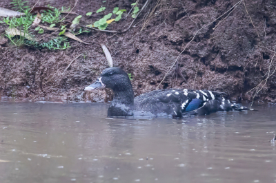 <i class='fa fa-user'></i> Paul van Giersbergen |   Afrikaanse Zwarte Eend  <i class='fa fa-eye'> 201</i>   <i class='fa fa-comment-o'> 2</i>