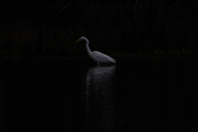 Ik ben nog aan het oefenen met de M stand en deze reiger werkte goed mee.